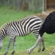 Buyuk Britaniyada tuyaqush zebra bo‘lishga qaror qildi va o‘z oilasini tark etdi