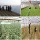 Томорқаларни ривожлантириш учун субсидиялар ажратилади