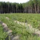 Ечим топилди: 1 триллион дарахт экилса, глобал иссиқлик тўхтайди (фото)