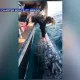 AQSHda sayyohlar selfi uchun kitni siladi (video)