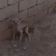 Қамашида қўй-қўзиларни бўғизлаган номаълум ҳайвон ўлдирилди (фото)