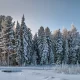 Муҳожирликда Сибир ўрмонларида қорга кўмиб кетилган бухоролик аёл ҳикояси