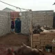 Қашқадарёда эшак сўйганлар ҳақида расмий маълумот берилди