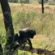 ЖАРда маймун леопард боласини ўғирлаб кетди (видео)