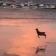 Plyajda vaqtichog‘lik qilayotgan baxtiyor bug‘u (video)