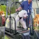 Xitoyda itlar uchun ilk fitnes-klub faoliyat boshlaydi