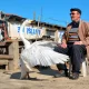 Oqqush bilan do‘stlashib olgan pochtachi u bilan 37 yildan buyon birga yashaydi