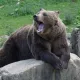 Хитойда улкан айиқ томоша вақтида цирк ходимига ташланиб қолди (видео)