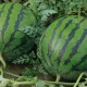 Kukdala watermelons set off for export: more than 4,300 tons of products are on the markets