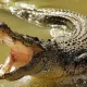 Timsohning og‘ziga boshi bilan kirib ketgan odam tirik qoldi...