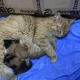 Turkiyada uysiz mushuk kasal bolalarini shifoxonaga olib bordi (video)