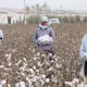 O‘zbekistonda paxta terimi otryadlariga 2 millionga yaqin terimchi biriktirildi