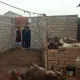 Қашқадарёда эшак сўйганлар ҳақида расмий маълумот берилди