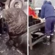 Жанубий Америкада баҳайбат денгиз арслони овқатланиш учун балиқ бозорига келди (фото)