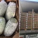O‘zbek qovunlari Yevropadagi eng katta «optom» bozorda sotilmoqda