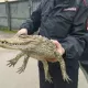 Россиялик эркак полиция бўлимига тирик тимсоҳ олиб келди (фото)