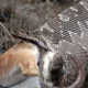 Илон антилопани емай чиқариб ташлади (видео)