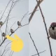 Daraxt shoxida xuddi Van Damm kabi o‘tirgan chumchuq internetda mashhurlikka erishdi