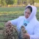O‘zbekistonlik olima ayol yeryong‘oqning yangi “Lider” navini yaratdi