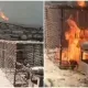 Фарғонада мушукни ёқиб юборганларга янги жазо тайинланди