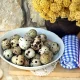 Bedana tuxumining salomatlik uchun foydasi beqiyos, zarari-chi?