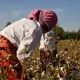 Turkmanistonda o‘qituvchilarni paxta terimiga yuborish boshlandi. Lekin dalada paxta yo‘q