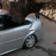 Toshkentda ekologiya qo‘mitasi kesishga ruxsat bermagan chirigan daraxt Gentra ustiga quladi (foto, video)