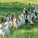 2020 йилгача гўшт, картошка, шакар ва гуруч бож тўловларисиз олиб кириладиган бўлди