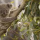 The most sleepy and most active species among animals
