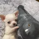 АҚШда каптар ва чихуахуа дўстлашиб олди (Ҳамма кўриши шарт эмас)