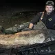 Buyuk Britaniyada gigant baliq tutildi (video)