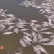 Samarqanddagi suv omborida 300 tonna baliq nobud boʻldi (video)