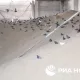 Ukraina harbiylari chekinish oldidan minglab tonna donni yoqib yuborishdi (video)