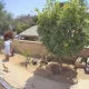 Kaliforniyalik ayol devor oshib uyiga kirishga uringan ayiqni itarib yubordi (video)