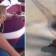 Aqto‘be shahrida paydo bo‘lgan noma’lum jonzot internet yulduziga aylanmoqda