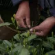 Xitoyda choy 6 ming yil avval etishtirila boshlagani ma’lum bo‘ldi