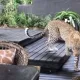 Нонушта пайтида ресторанга леопард кириб келди (видео)