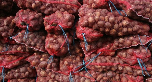 Qirg‘izistonlik fermerlar kartoshka ekayotganda O‘zbekistonga umid qilgan edi
