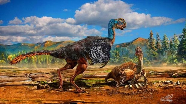 Zamonaviy qushlarning tuxumi nega rangli? Ular dinozavrlar avlodimi?