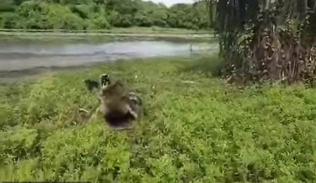 Avstraliyada baliqchilarni "qaroqchi" urdi (video)