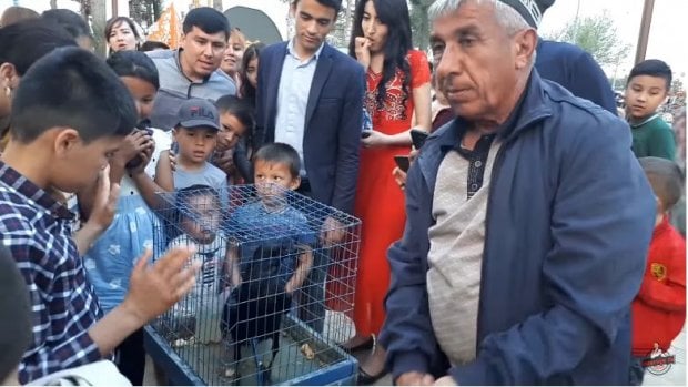 Гапирадиган қарға ГОША нима учун гапирмай қўйди? (видео)