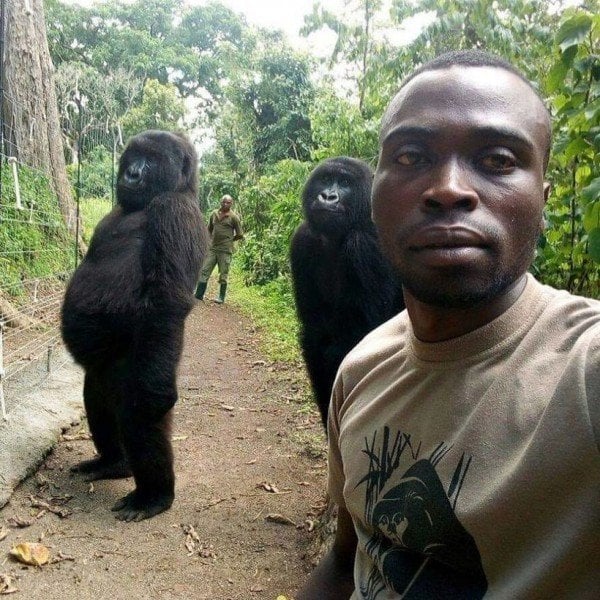 Gorillalar o‘z hayotini asrovchi reynjer bilan suratga tushdi (foto)