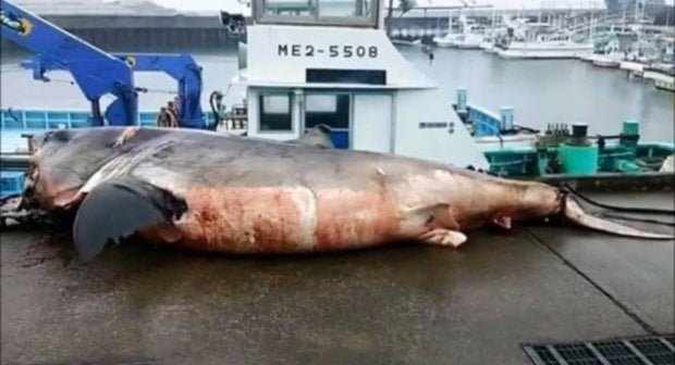 Yapon baliqchilari Tinch okeanida 2 tonnali akulani tutib olishdi (foto)