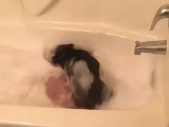 Vanna qabul qilayotgan kuchukchaning kulguli harakatlari (video)