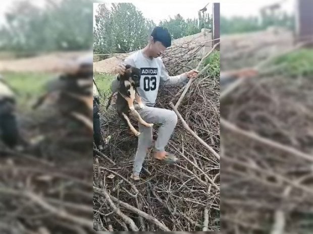 Тошкентда жониворларга шафқатсиз муносабатда бўлган ўсмирларга нисбатан чора кўрилди