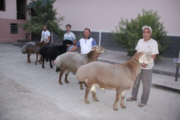 Namanganda salkam 200 kiloli qo‘chqorlar boqilmoqda (foto)