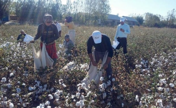 Одамларни пахтага мажбуран чиқарган ҳоким жазоланди