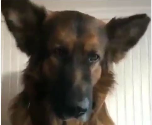 “Musiqiy ovcharka” internetda barchani kuldira oldi (video)