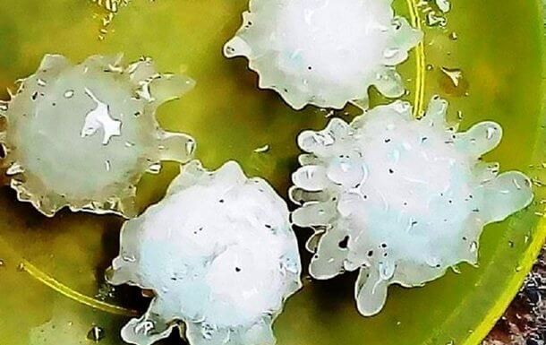 Meksikada koronavirus ko‘rinishidagi do‘l yog‘di