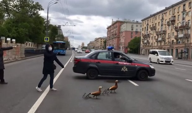 Москвада ўрдаклар ўтиб олиши учун катта проспектни тўсиб қўйишди (видео)
